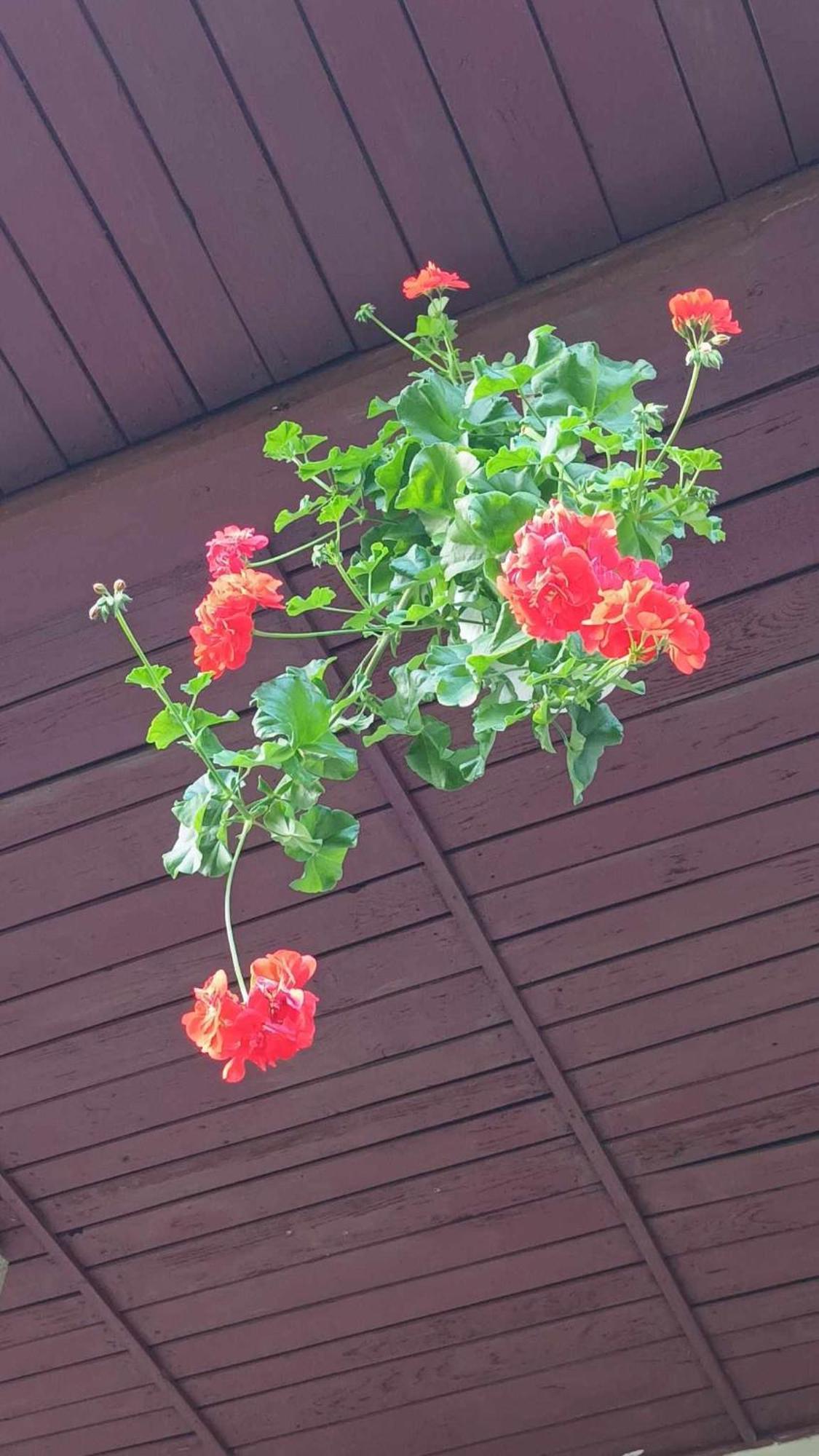 Casa De Vacanta Zsenik Vendeghaz Szováta Kültér fotó